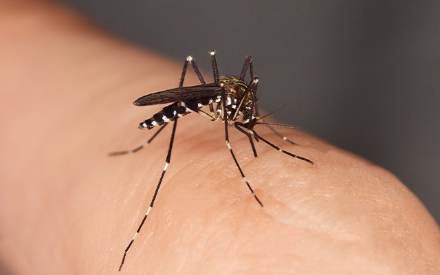 Mücken im Herbst – Wie wird man sie los?